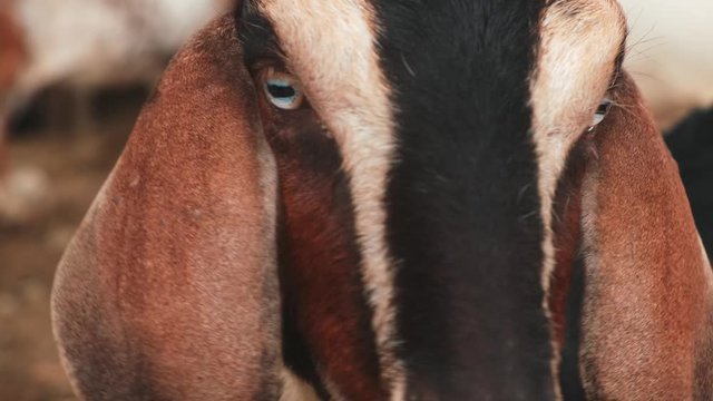
feeding a goat with plants, goat face with bright blue eyes close-up . a goat eats plants on the farm