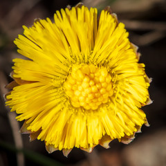 Yellow flower in the ground on nature.