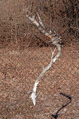 A dry branch embedded in the iron mesh