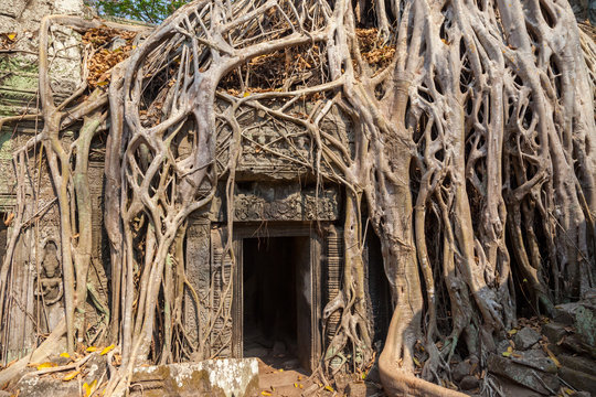 Überwucherter Temple Ta Phrom in Kambodscha