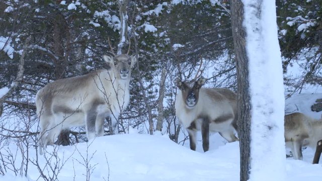 Two Wild Reindeer Looking at the Camera While Feeding in a Snowy Environment, Static