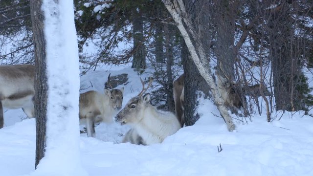 A Herd of Reindeer in a Snowy Wooded Environment, Static