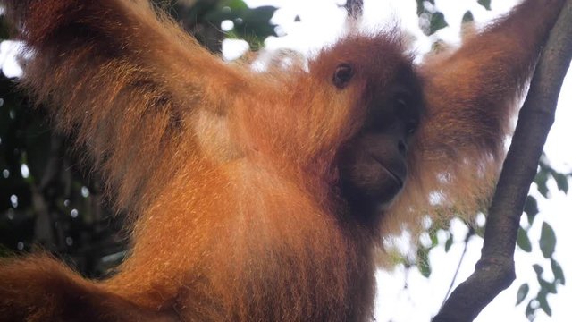 Closeup slow motion shot of young orangutan swinging from tree to tree in Bukit Lawang, Sumatra, Indonesia
