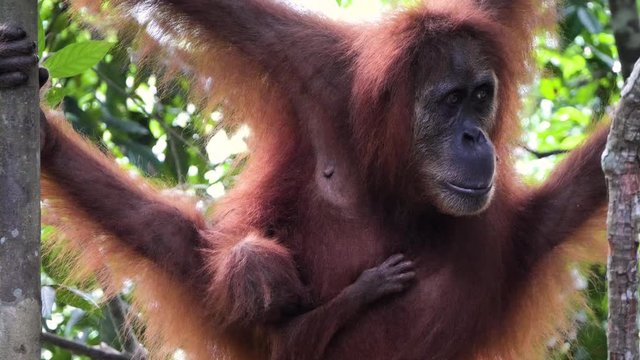 Close up slow motion shot of wild female orangutan with sleeping baby in Bukit Lawang, Sumatra, Indonesia