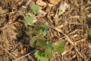 Pastel blue butterfly insect in the forest