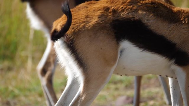 Closeup of the tails wagging of Thomson's gazelle antelopes grazing on the Masai Mara in Kenya , filmed in slow motion during late afternoon