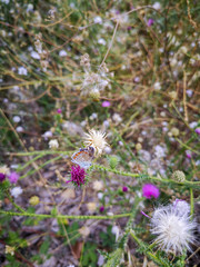 A small butterfly sits on a pink flower on the background of a meadow with different flowers and green blades of grass