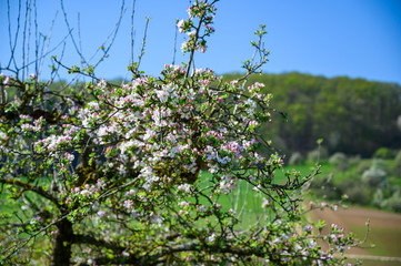 Apple blossoms on an apple tree