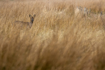 Roe deer, Capreolus capreolus, near view of deer walking/standing within woodland and field in background in Scotland during spring.