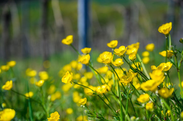Colorful spring flowers in bloom in the vineyards
