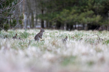 European rabbit, Oryctolagus cuniculus, young and family hiding and eating amongst grass within a field in Scotland during spring.