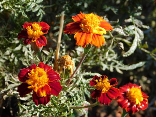 French marigold, or Tagetes patula, red, orange and yellow flowers, in a garden in Attica, Greece