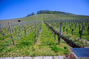 Fototapeta na wymiar View from the vineyards in spring in Großbottwar Germany