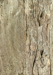 tree bark texture