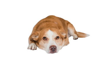 beautiful dog lies isolated on white background