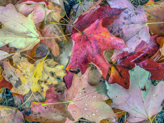 Autumn leaves in forest