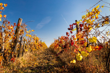 autumn vineyard near Eger, Northern Hungary