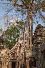 Obraz premium Überwucherter Temple Ta Phrom in Kambodscha