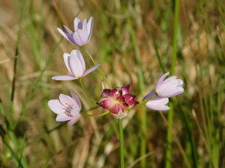 Rosy garlic, or Allium roseum, pink flowers