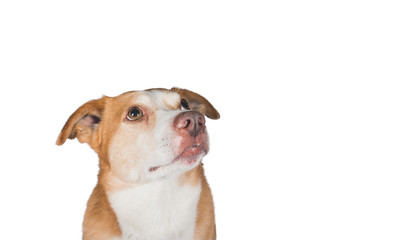 dogs head isolated on white background
