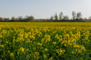 Selected focus and close up outdoor sunny view of Yellow rapeseed blossom field in spring or summer season against blue sky.