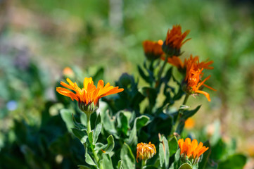 Colorful spring flowers in bloom in the vineyards