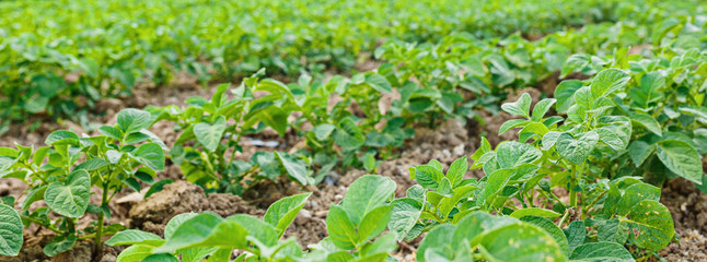 Rows on Potato field with green bushes