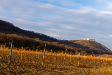 ruins of Devicky Castle with vineyards, Czech Republic