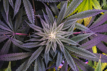 Female Sativa Medical Cannabis plant