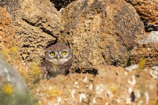 The Little Owl Athene noctua. A young owl looks out of its hole