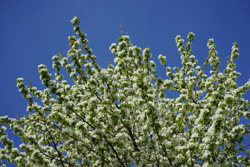 Apfelblütenlandschaft, blauer Himmel, Sonnenlicht