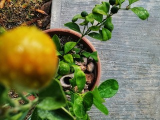Naranja 