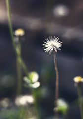 Vintage photo of white blossoming grass on blur nature background