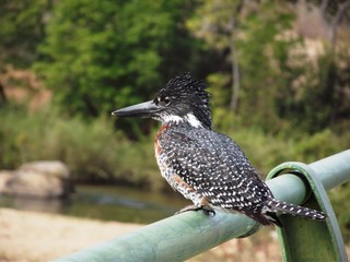 Giant kingfisher