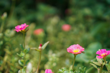 Pink flowers in the garden with a bokeh green background