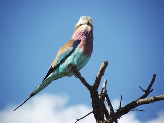 lilac breasted roller