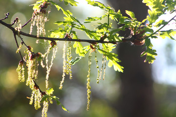 Blühende Eiche im Frühling