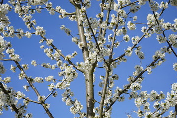 Weiß blühende Äste eines Obstbaum, blauer Himmel, Sonnenlicht