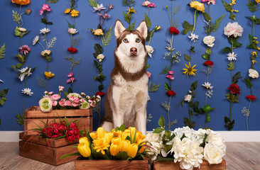 Young husky posing. Cute playful white and brown dog looks happy, isolated in background with fixed flowers on wall empty space for inserting text advertising. Full-length pet sits on floor looking