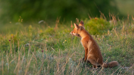 A young red Fox in a beautiful light. Vulpes vulpes