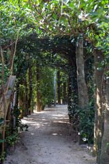 曲がりくねったフクギ並木（明るい）