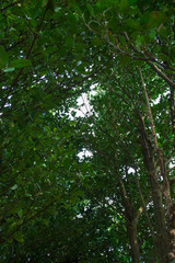 Obraz premium フクギ並木の隙間から差し込む光