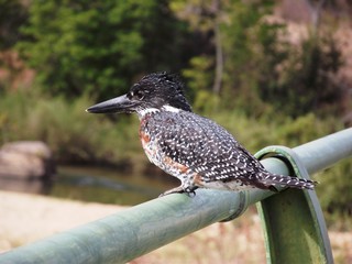 giant kingfisher
