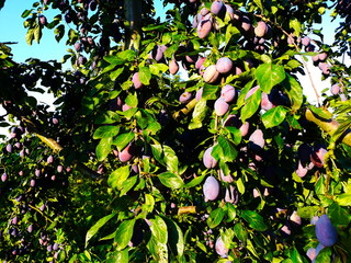 Blue ripe plums on a branch with a leaves.