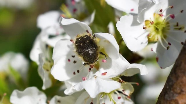 Tropinota hirta beetle while eating flower close up. Popularly known blossom feeder. Floral pear tree at spring. Macro with shallow depth of field.