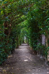 フクギ並木の下で