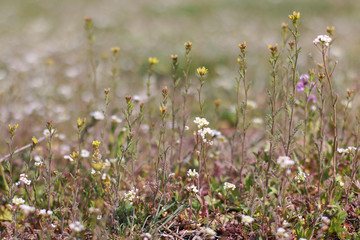 wildflowers early spring morning different color
