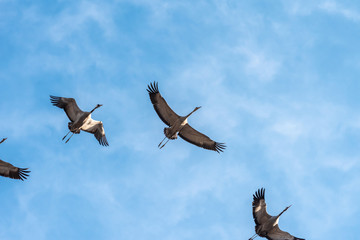 Gray cranes fly against the blue sky in the spring morning. 