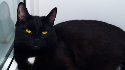 Pets. To stay home. A sleepy black cat with a white spot and yellow eyes lies on the window and squints. Lovely animal.