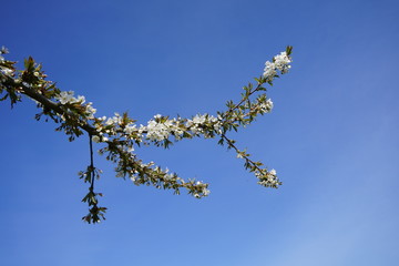 Weiß blühende Zweige vor blauem Himmel